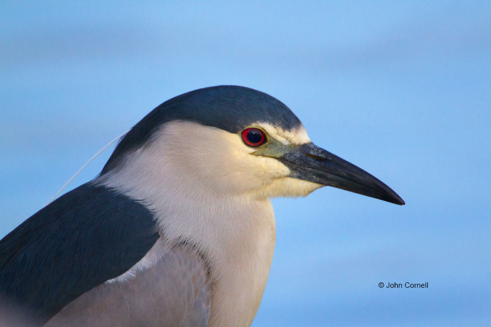 Black-crowned Night Heron;Heron;Nycticorax nycticorax;One;avifauna;bird;birds;color image;color photograph;feather;feathered;feathers;natural;nature;outdoor;outdoors;wild;wilderness;wildlife